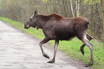 Naklejka na ściany i meble Single female Moose - Eurasian Elk - crossing a forest road near a Biebrza river wetlands in Poland during a spring period