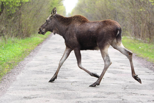 Single female Moose - Eurasian Elk - crossing a forest road near a Biebrza river wetlands in Poland during a spring period