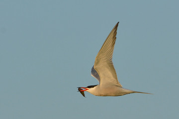 Common tern (Sterna hirundo)