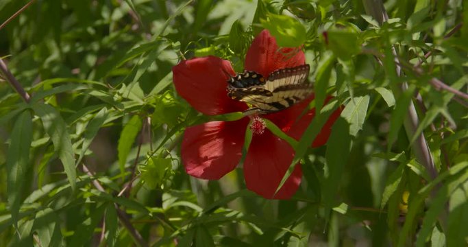 a butterfly on a flower