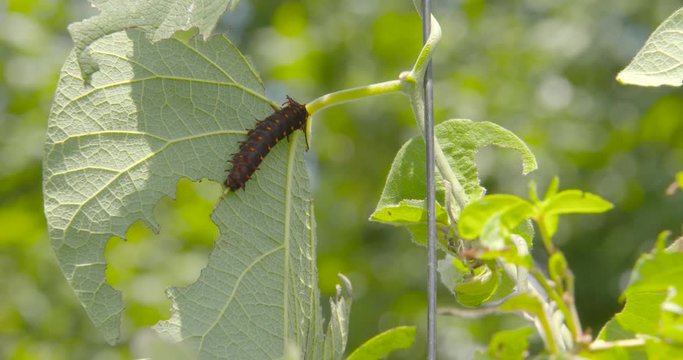 a caterpillar on a plant