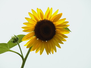 Obraz premium ヒマワリの花