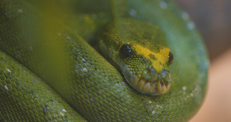 Fototapeta premium Green tree python