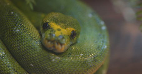 Green tree python