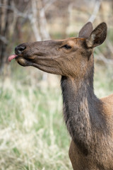 Deer Sticking Tongue Out