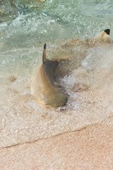 Fototapeta premium Blacktip reef shark, Carcharhinus melanopterus, swimming on the shore and fighting for food 