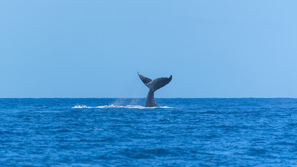 Humpback whale jumping in the Pacific Ocean, tail out of the sea 
