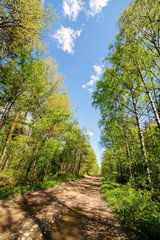 dirt road in a spring forest