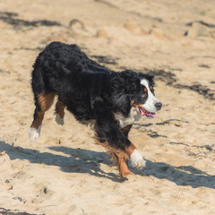 Bernese mountain dog, black, brown and white dog running on the beach 
