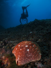 Sea urchin and a diver 