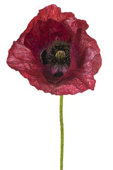 Fototapeta premium poppy flower isolated