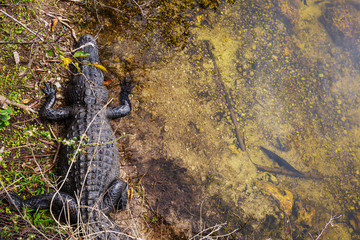 Alligator