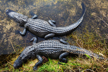 Alligator