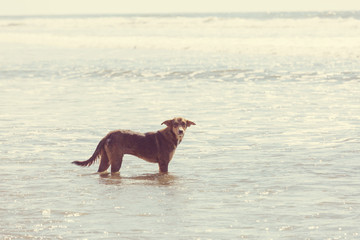 Dog on the beach