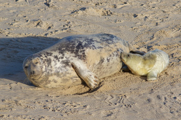 Fototapeta na wymiar Newly born Grey Seal pup, Halichoerus grypus, with its mum at the breeding grounds in North Norfolk.
