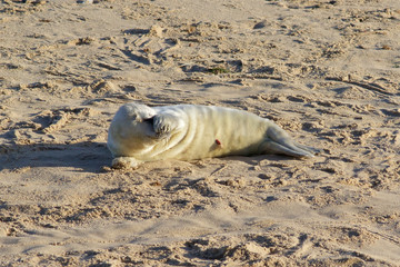 Newly born Grey Seal pup, Halichoerus grypus, at the breeding grounds in North Norfolk.