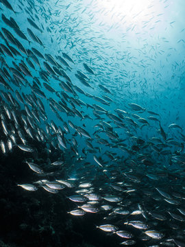School of fish