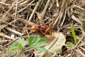 Hornet in leaf litter.