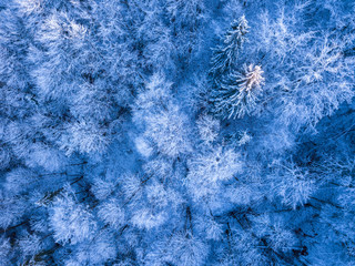 Hoarfrost and Snow in the Spruce Forest. Aerial View