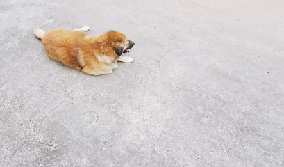 domestic dog on street with copy space 