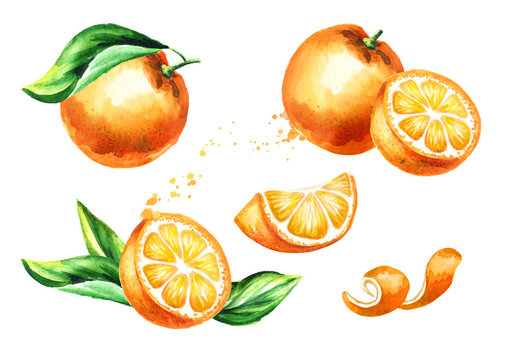 Fresh Orange  fruit compositions set. Watercolor hand drawn illustration, isolated on white background