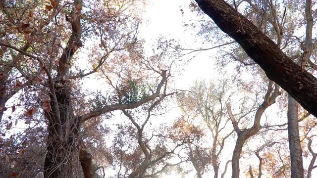 California Fire 2017 Santa Barbara Camp Whittier aftermath.