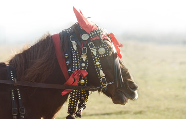 close up of carriage horse head