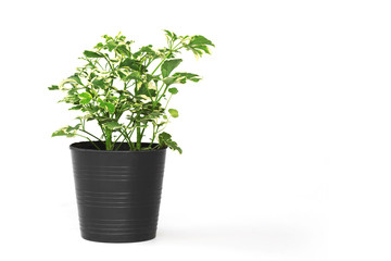 green plant in pot isolate on white background