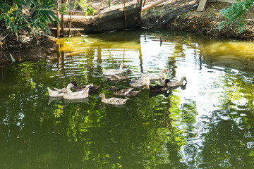 Group of duck swimming in the marsh