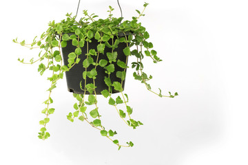 green plant in pot isolate on white background