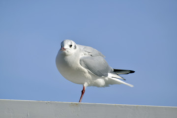一本足のカモメ