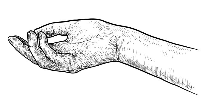 Palm up hand illustration, drawing, engraving, ink, line art, vector