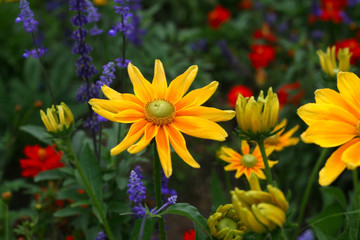 Beautiful rudbeckia yellow flowers, close-up