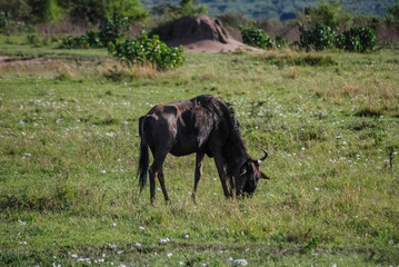 Wildebeest Masai Mara Kenya