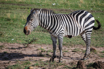 Fototapeta na wymiar Zebra Masai Mara Kenya Africa