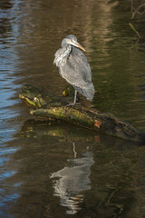 Grey heron , Ardea cinerea