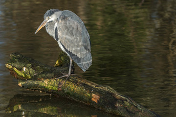 Grey heron , Ardea cinerea