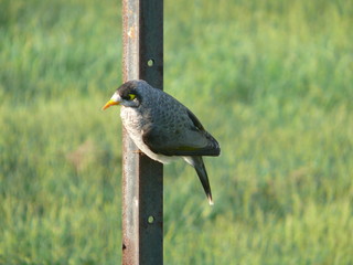 bird with yellow black eye and yellow beak, on the side of a rusty iron bar. Feather grey, black,  white