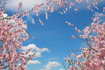 Fototapeta premium różowe kwitnące drzewa wiśniowe, widok z dołu na niebie