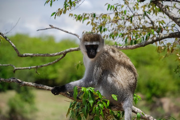 Vervet monkey Masai Mara national park