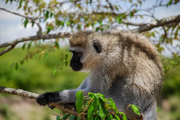 Vervet monkey Masai Mara national park Kenya