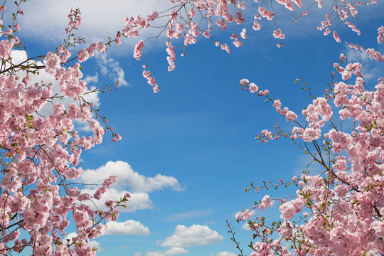 rosa blühende Kirschbäume, Blick von unten in den Himmel