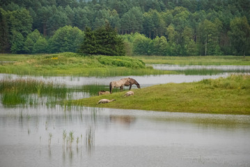 Horses , Zwierzyniec , Stawy Echo , Roztocze National Park , Pol