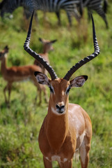 Naklejka na ściany i meble Impala gazelle Masai Mara Kenya Africa