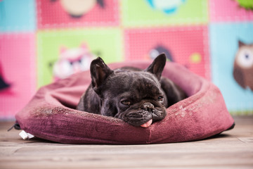 french bulldog relaxing