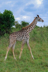 Naklejka na ściany i meble Giraffe Masai Mara national park