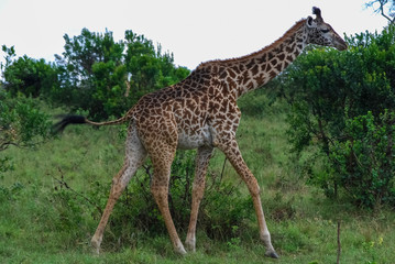 Giraffe Masai Mara National Park Kenya