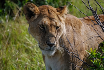 Lion Masai Mara Kenya Africa