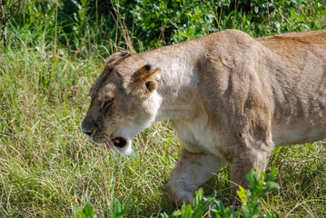 Lion Masai Mara Kenya Africa