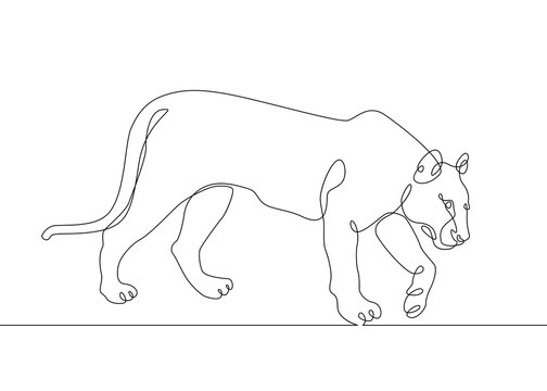 continuous line drawing lioness and tiger